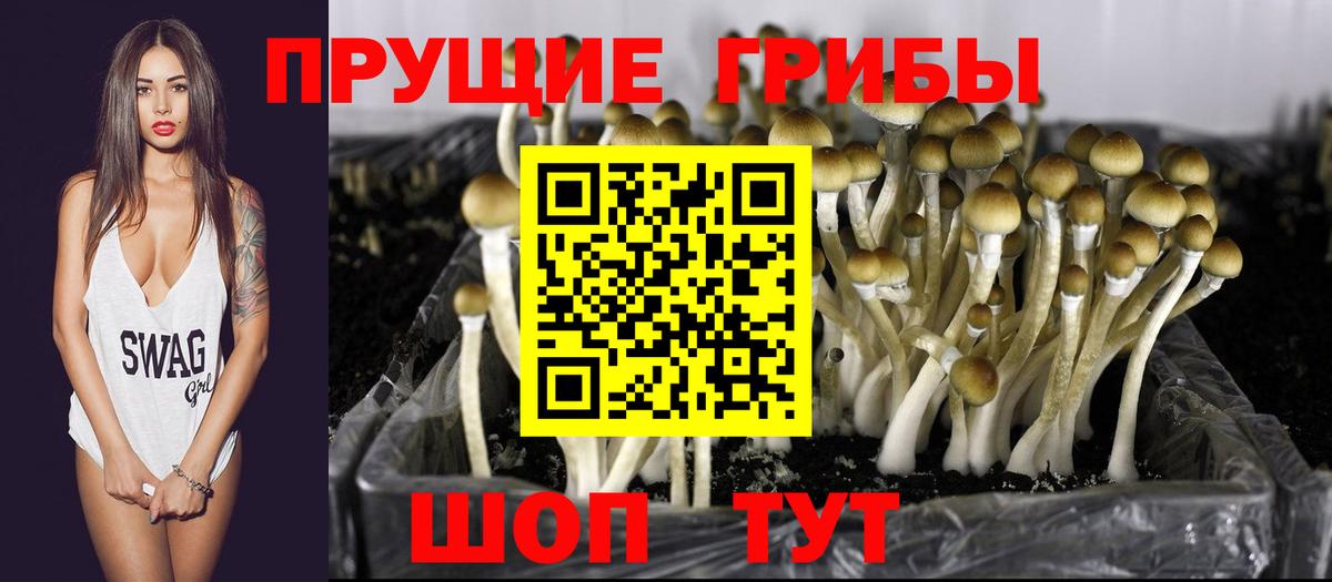 Галлюциногенные грибы Psilocybe Омск